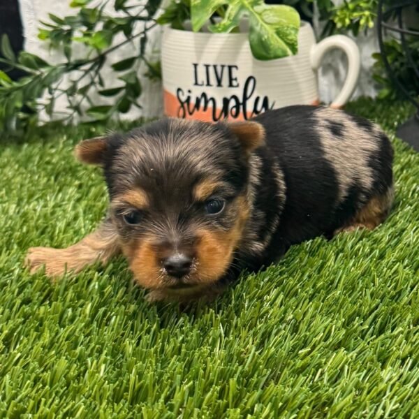 Coco