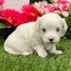 Riley - Image 5