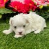 Riley - Image 6