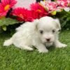 Riley - Image 8