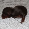 Jesse - Image 2
