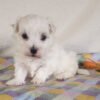 Buddy - Image 2