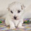 Buddy - Image 3