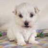 Buddy - Image 4