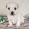 Bella - Image 2