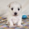 Bella - Image 3