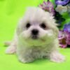 Bently - Image 2