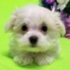 Bently - Image 3