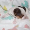 Layla - Image 2