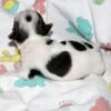 Bella - Image 2