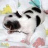 Bella - Image 3