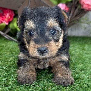 Lilly