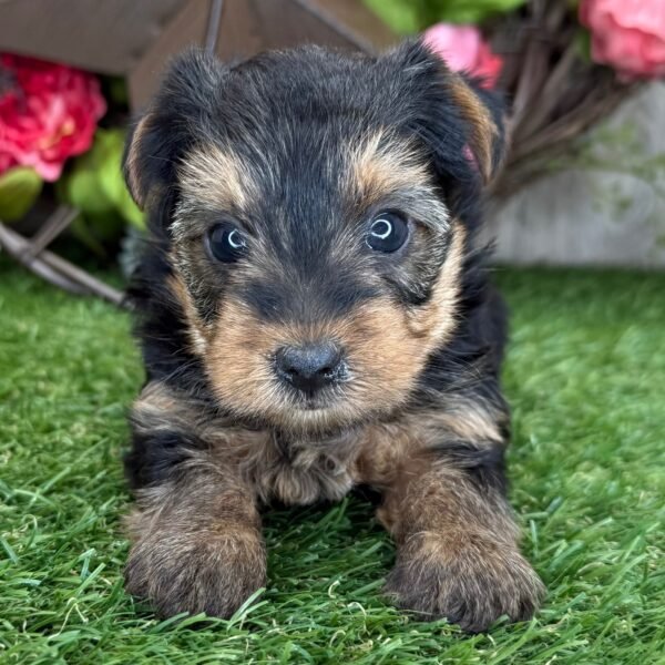 Lilly
