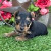 Lilly - Image 4