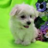 Bently - Image 6
