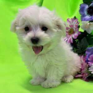 Bently