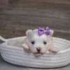 Brooke - Image 3