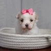 Nylah - Image 2