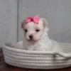 Nylah - Image 3