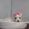 Nylah - Image 4