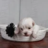 Rockie - Image 2