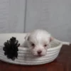 Rockie - Image 3