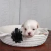 Rockie - Image 4