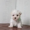 Rockie - Image 6