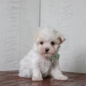 Rockie