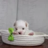 Ruckus - Image 2