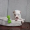 Ruckus - Image 3