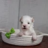 Ruckus - Image 4