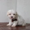 Ruckus - Image 5