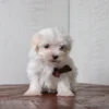 Ruckus - Image 6