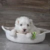 Russ - Image 2