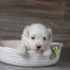Russ - Image 3