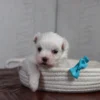 Waffle - Image 2