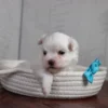 Waffle - Image 3