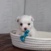 Waffle - Image 4