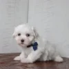 Waffle - Image 5